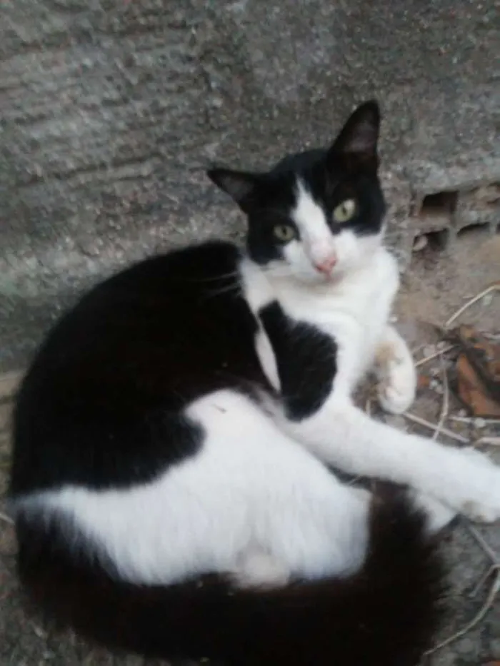 Gato ra a  idade 1 ano nome Nino