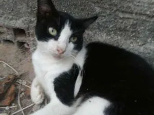 Gato raça  idade 1 ano nome Nino