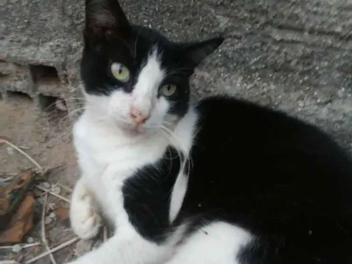 Gato ra a  idade 1 ano nome Nino