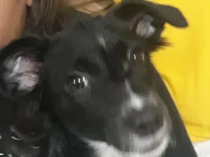 Cachorro raça SRD idade 2 a 6 meses nome Luna
