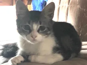 Gato raça SRD idade 2 a 6 meses nome Íris 