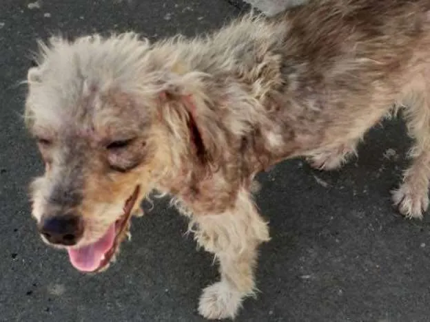 Cachorro ra a Mix poodle idade 1 ano nome Milu