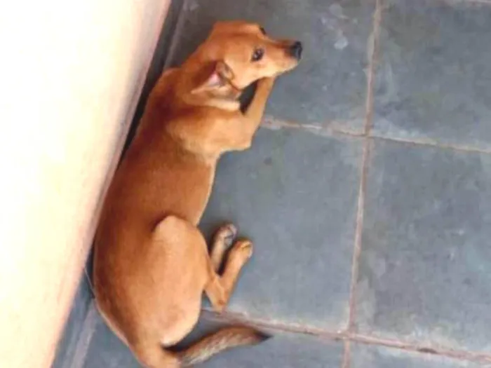 Cachorro ra a Fox paulistinha idade 7 a 11 meses nome Paçoca e amendoim