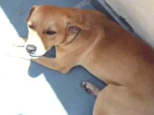 Cachorro raça Fox paulistinha idade 7 a 11 meses nome Paçoca e amendoim