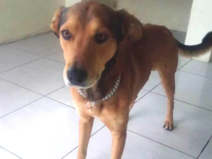 Cachorro ra a Pastor Alemão idade 2 anos nome Nino