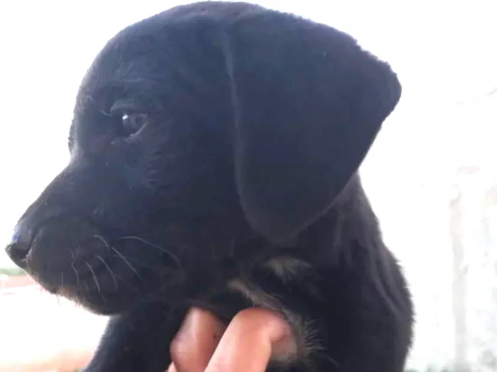 Cachorro ra a Boxer com salsicha idade Abaixo de 2 meses nome Sem nome