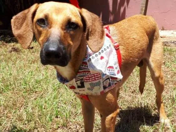 Cachorro ra a SRD idade 2 anos nome Cosme