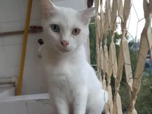 Gato raça Srd idade 7 a 11 meses nome Flocos