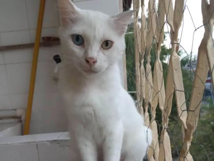 Gato ra a Srd idade 7 a 11 meses nome Flocos