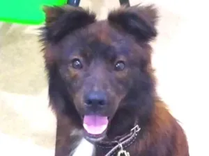 Cachorro raça SRD idade 7 a 11 meses nome Cachorrinho