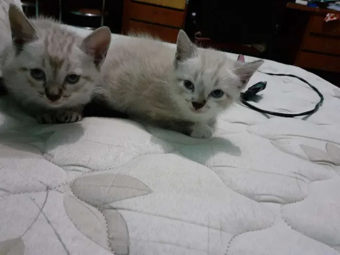 Gato ra a Não definida idade 2 a 6 meses nome São vários nenês