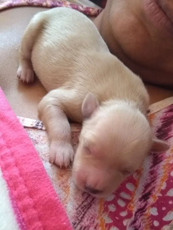Cachorro ra a Viralata idade Abaixo de 2 meses nome Babys
