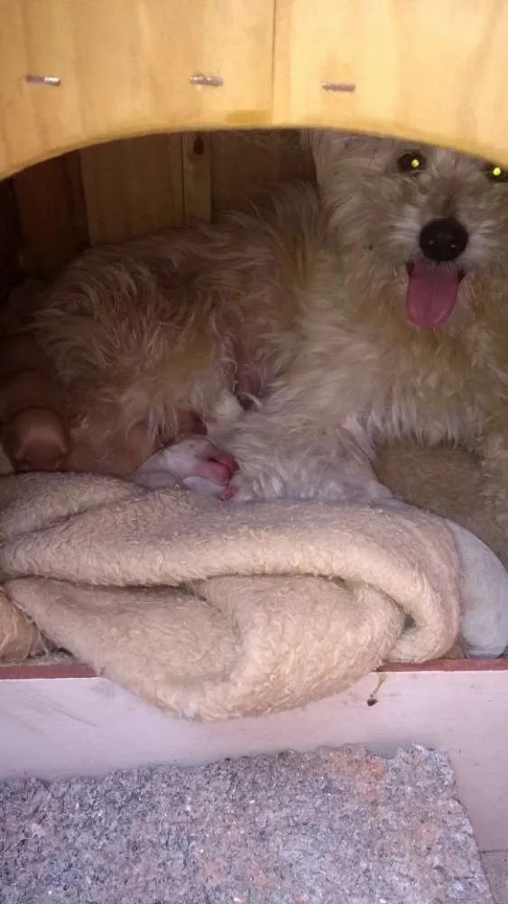 Cachorro ra a Viralata idade Abaixo de 2 meses nome Babys