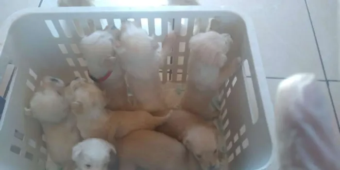 Cachorro ra a Viralata idade Abaixo de 2 meses nome Babys