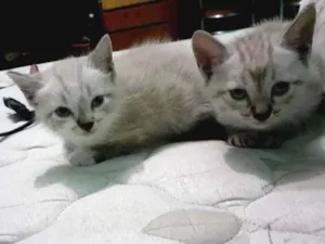 Gato raça Não definida idade 2 a 6 meses nome São vários nenês