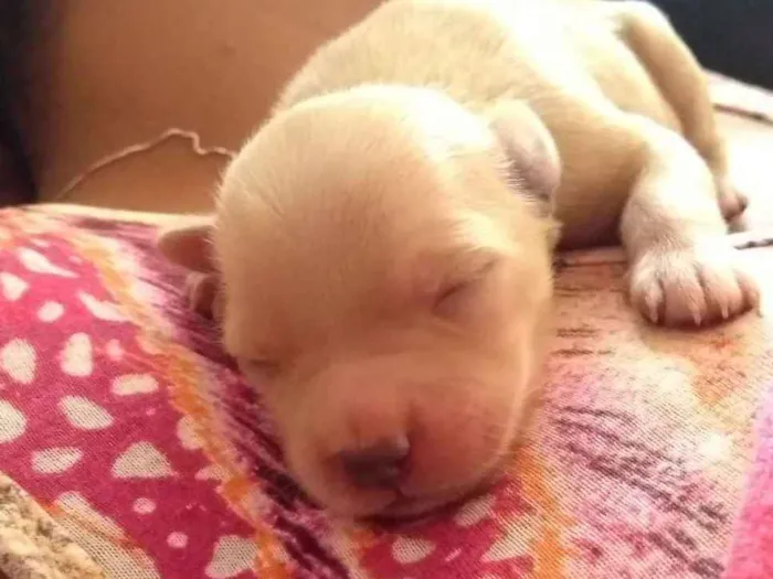 Cachorro ra a Viralata idade Abaixo de 2 meses nome Babys