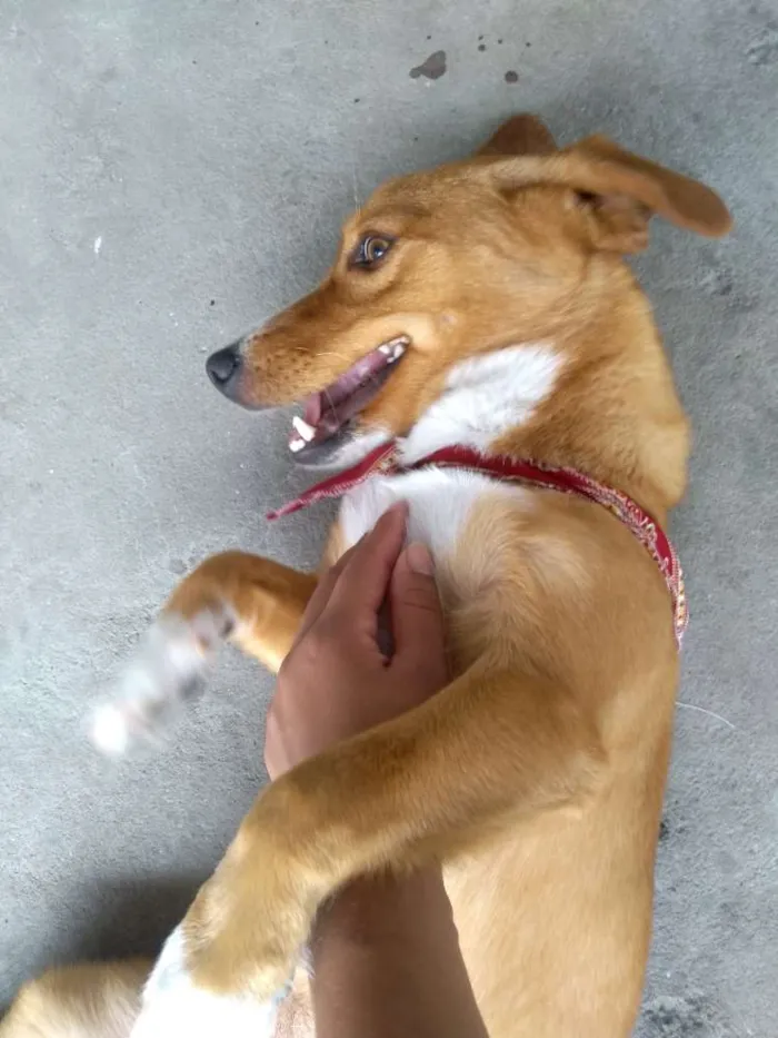 Cachorro ra a Labrador com viralata  idade 2 anos nome Luna