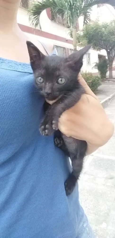 Gato ra a  idade Abaixo de 2 meses nome Sem nome