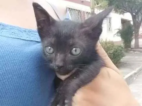 Gato ra a  idade Abaixo de 2 meses nome Sem nome