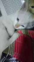adote
