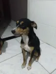 Belinha