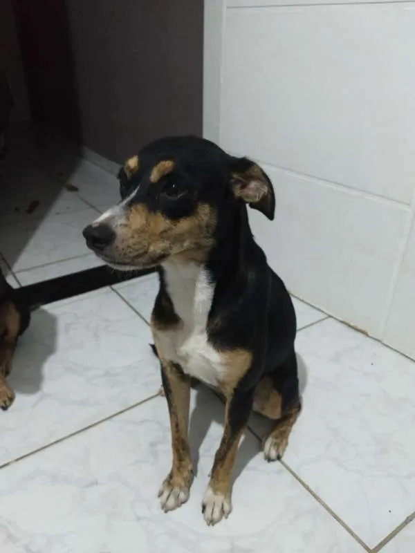 Cachorro ra a SRD idade 7 a 11 meses nome Belinha