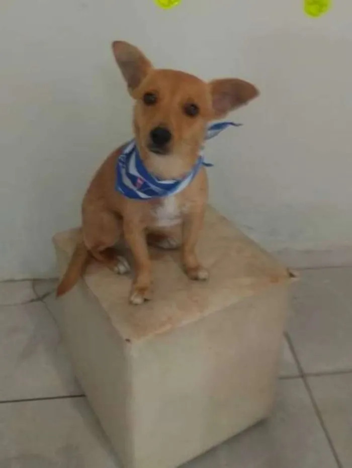 Cachorro ra a Srd idade 2 anos nome Luck