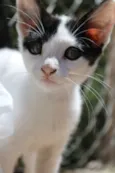 Cléo