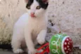 Cléo