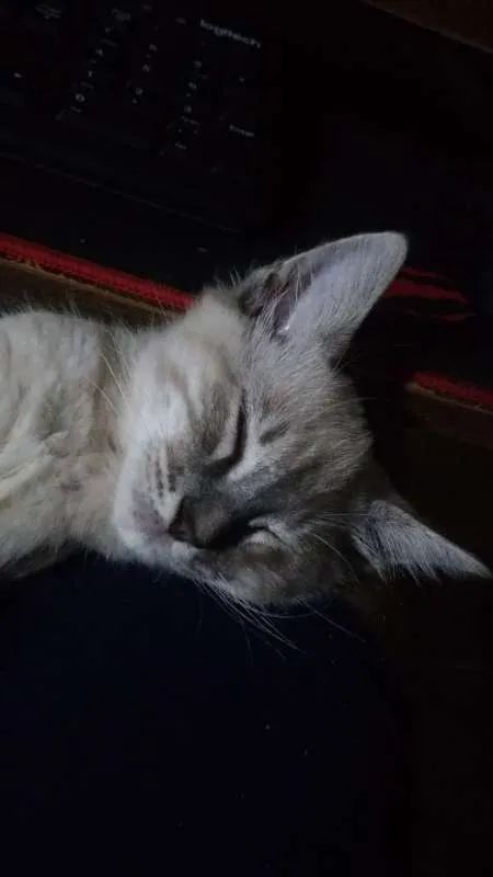 Gato raça Siamês idade 2 a 6 meses nome VENUS 