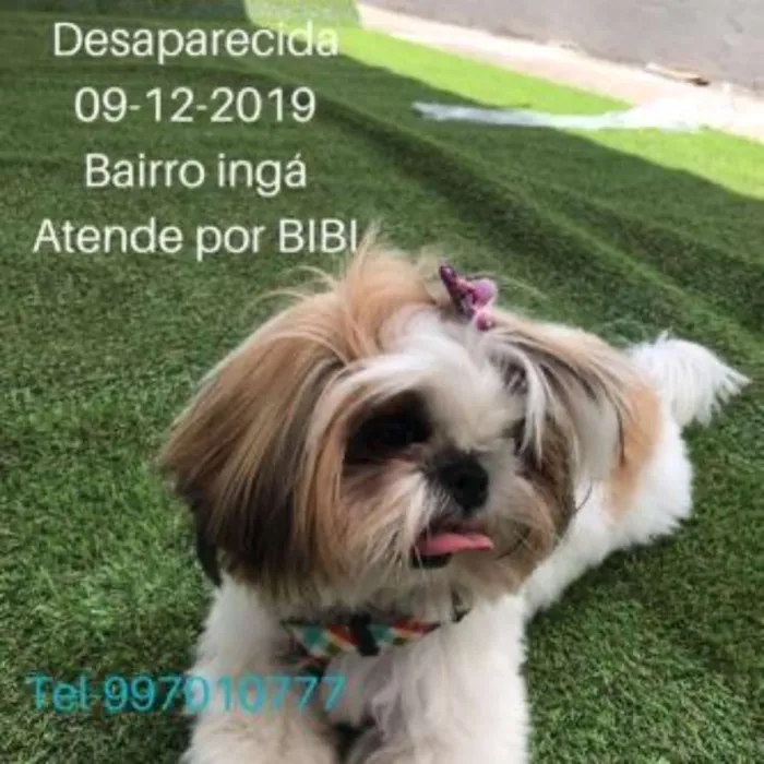 Cachorro ra a Shitzu idade 7 a 11 meses nome Bibi