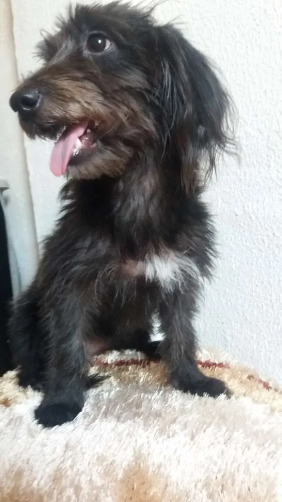 Cachorro ra a Mistura de yorkshire com pinsc idade 1 ano nome Belinha