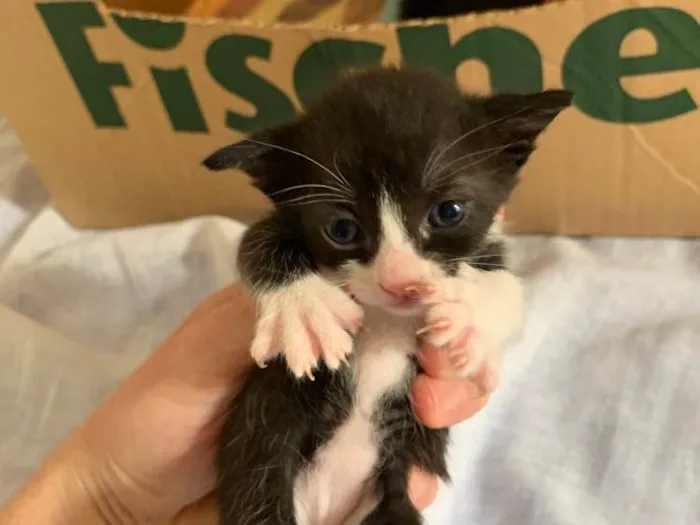 Gato ra a SRD idade Abaixo de 2 meses nome Sem nome