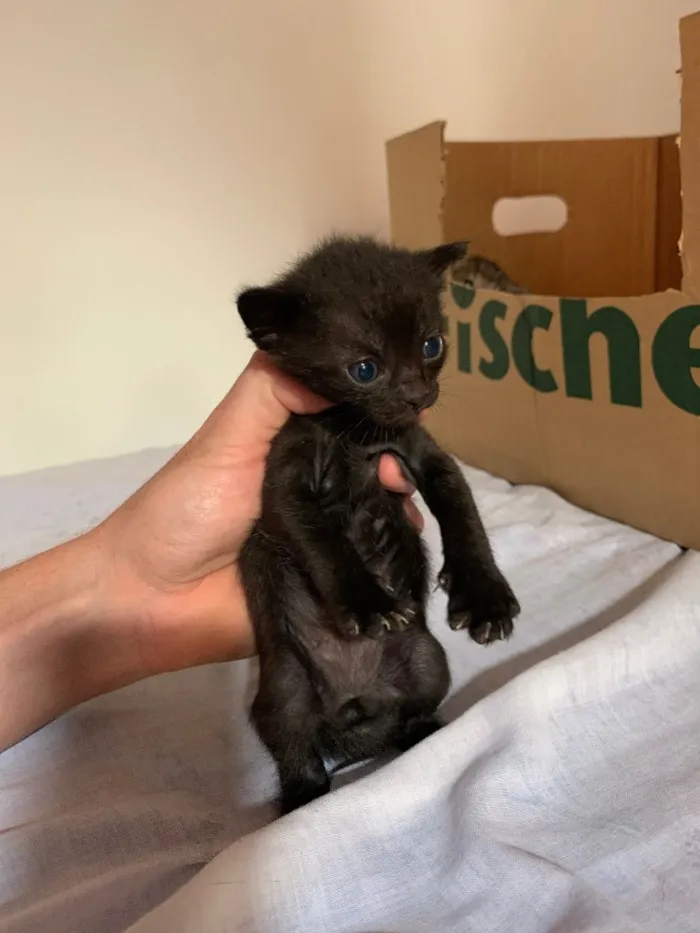 Gato ra a SRD idade Abaixo de 2 meses nome Sem nome
