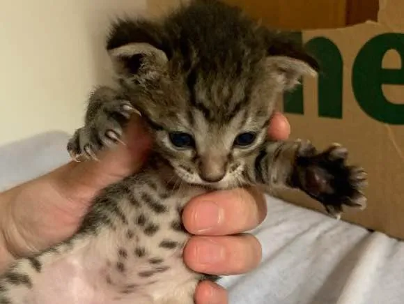 Gato ra a SRD idade Abaixo de 2 meses nome Sem nome