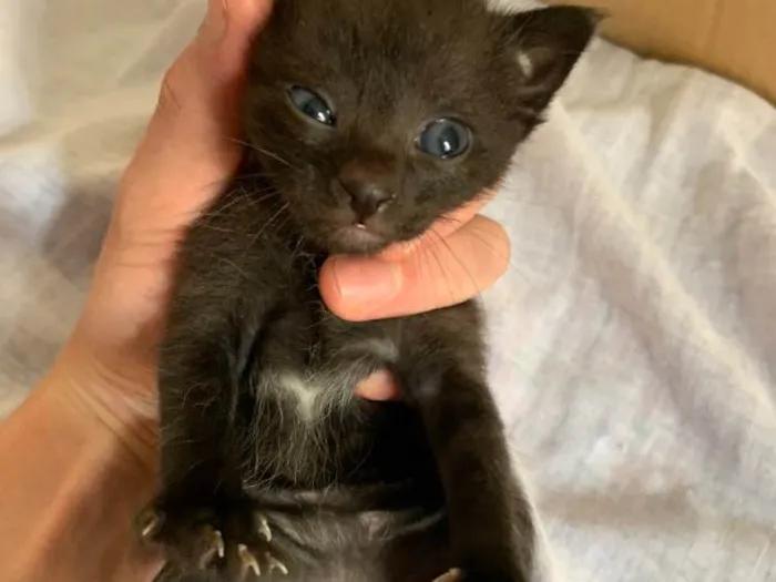 Gato ra a SRD idade Abaixo de 2 meses nome Sem nome