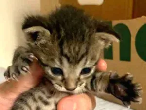 Gato raça SRD idade Abaixo de 2 meses nome Sem nome