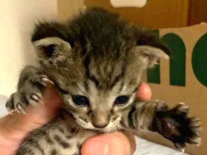 Gato ra a SRD idade Abaixo de 2 meses nome Sem nome