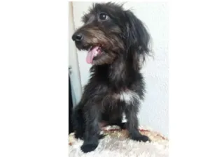 Cachorro raça Mistura de yorkshire com pinsc idade 1 ano nome Belinha