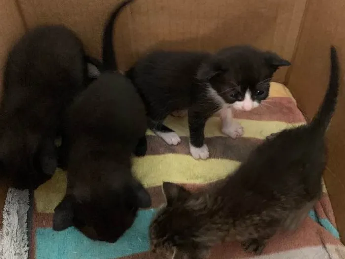 Gato ra a SRD idade Abaixo de 2 meses nome Sem nome