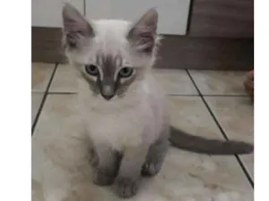 Gato raça Siamês idade 2 a 6 meses nome VENUS 