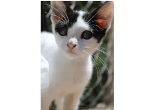 Gato raça Srd idade 2 a 6 meses nome Cléo