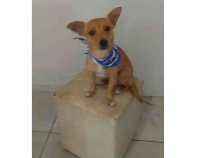 Cachorro ra a Srd idade 2 anos nome Luck