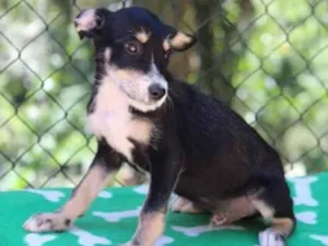 Cachorro raça Srd idade 2 a 6 meses nome Juca 