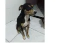 Belinha
