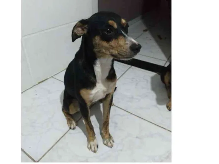 Cachorro ra a SRD idade 7 a 11 meses nome Belinha