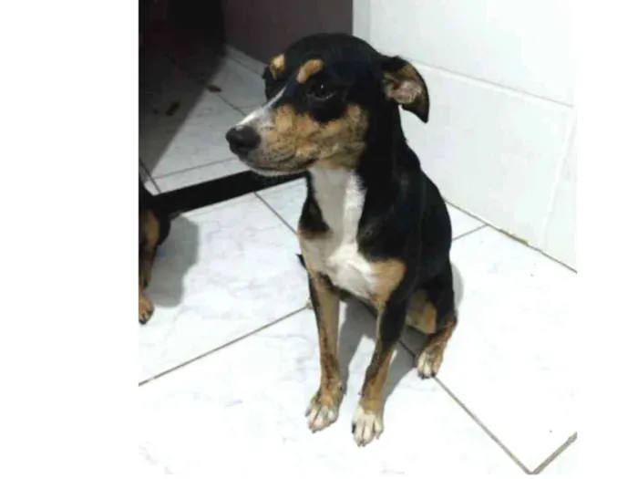Cachorro ra a SRD idade 7 a 11 meses nome Belinha