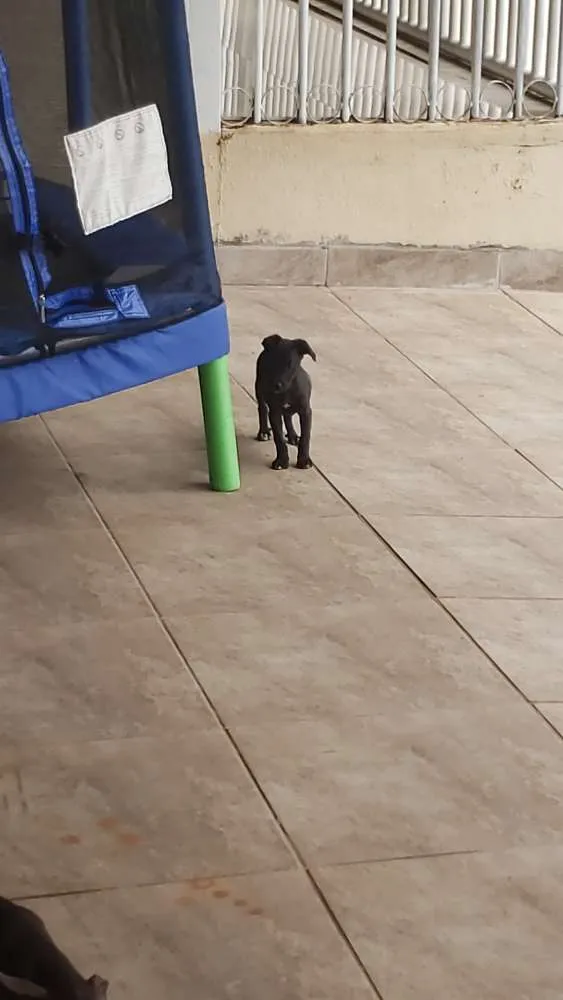 Cachorro raça SRD idade 2 a 6 meses nome Belinha
