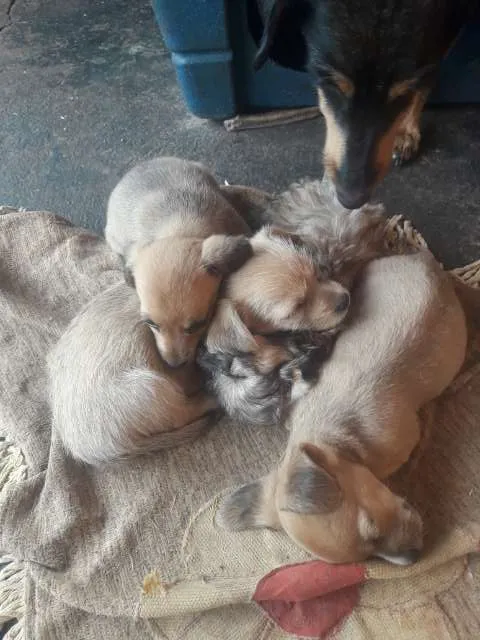 Cachorro ra a vira lata idade Abaixo de 2 meses nome Vc escolhe nome