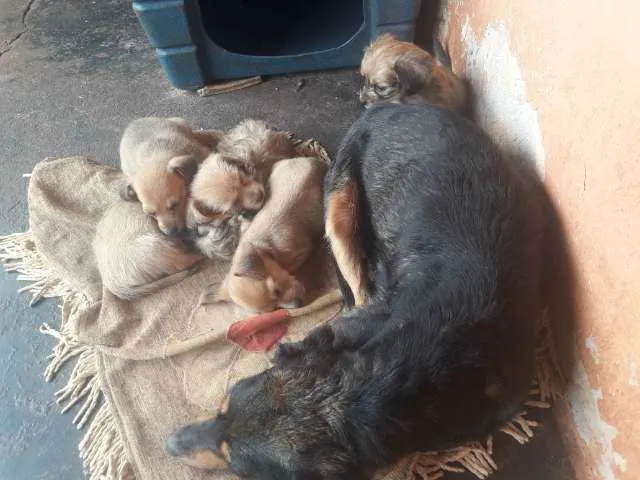 Cachorro ra a vira lata idade Abaixo de 2 meses nome Vc escolhe nome